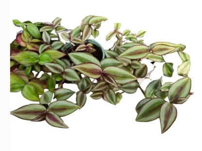 יהודי נודד משתלשל (זברינה) – Tradescantia zebrina בתלייה, עלווה כסופה-מפוספסת עם פסים כהים וגוון תחת
