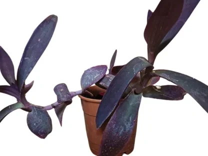 יהודי נודד ארגמני סגול בעציץ 12 ס"מ