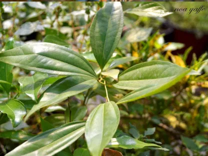 סהרון קשה עלים