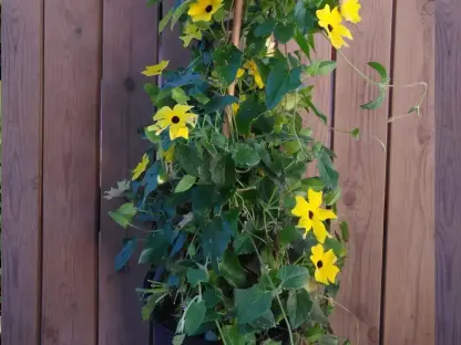 תונברגיה מכנפת צהוב, סוזי צהובת העין