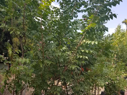 סויטניה מהגוני