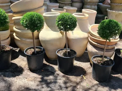 הדס מצוי 'קטן עלים' מעוצב כדור על גזע, צבע פריחה: לבן