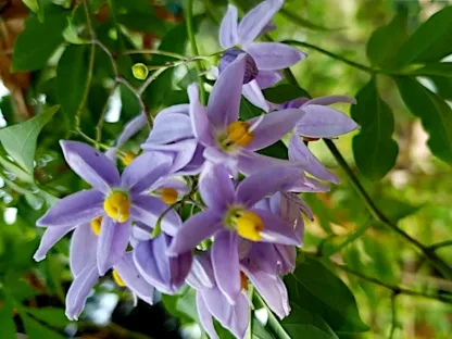 סולנום יסמיני Solanum laxum בפריחה סגולה
