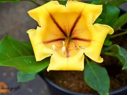 סולנדרה גדולה