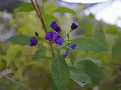 סולנום רנטונט