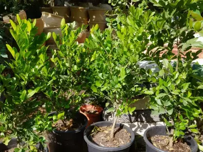 סופורה אמריקנית