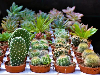 קקטוסים וסוקולנטים