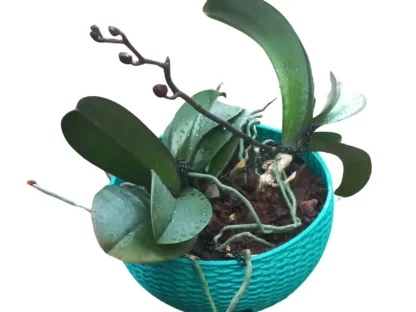 שלישיית סחלבים בקערת פלסטיק צבעונית – פריחה בקרוב