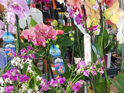 סחלבים במשתלה