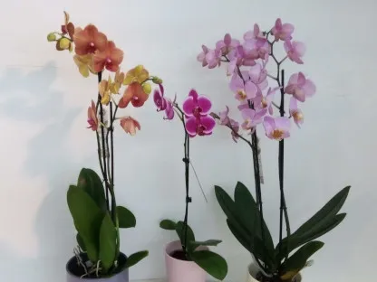 סחלבים בשלל צבעי פריחה