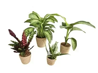 סט 4 סלים בית עציץ מקש מבצע חגים