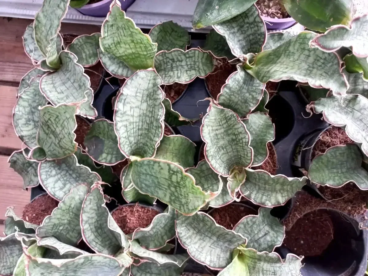 סנסיווריה קירקי עלים גליים דקורטיביים בעציץ