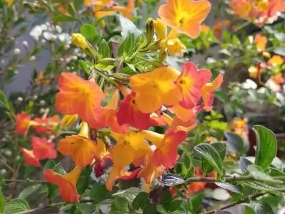 סטרפטוסולן ג'מיסון