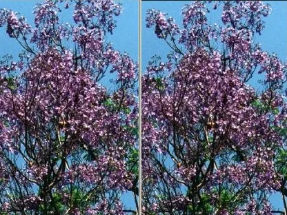 סיגלון (ג'קרנדה עלי מימוסה)