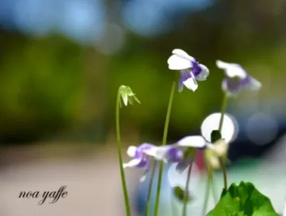 סיגלית אוסטרלית