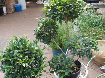 סיזגיון מכבדי