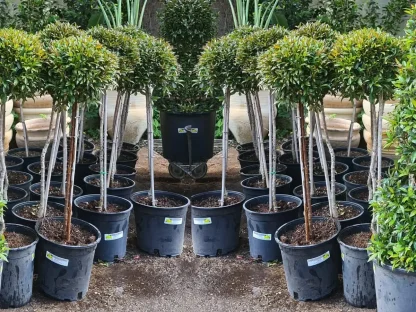 סיזיגיון מעוצב כסוכריה על מקל בקוטר 25 ס"מ לשמש או צל חלקי