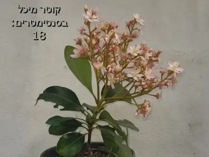 אריולפיס סימה