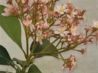 אריולפיס סימה