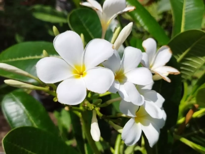 פלומריה ריחנית 'סינגפור לבן'
