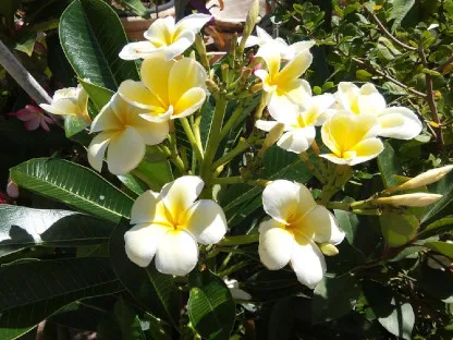 פלומריה ריחנית 'סינגפור צהוב'