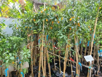 קומקווט "תפוז סיני" 25L