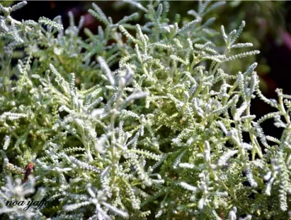 סנטולינה ננסית אפורה