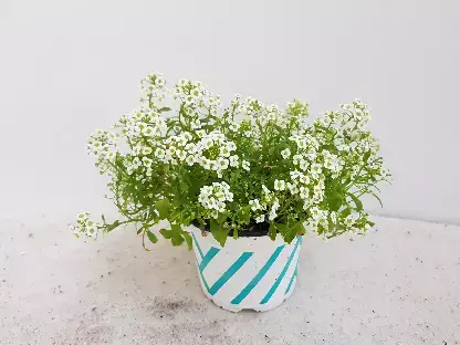 סלסלי כסף לבן