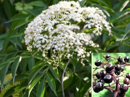 פריחה עלווה ופירות של סמבוק שחור