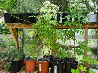 סמבוק שחור מכל 18 ס"מ