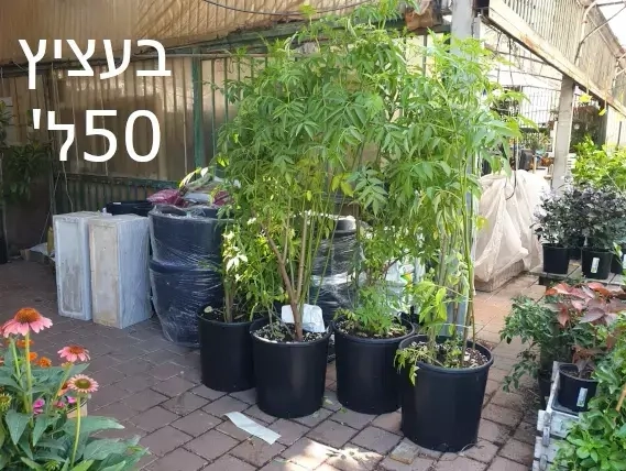 סמבוק שחור בעציצי 50 ליטר