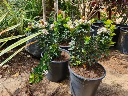 בן עוזרר סנואו מיידן פורח