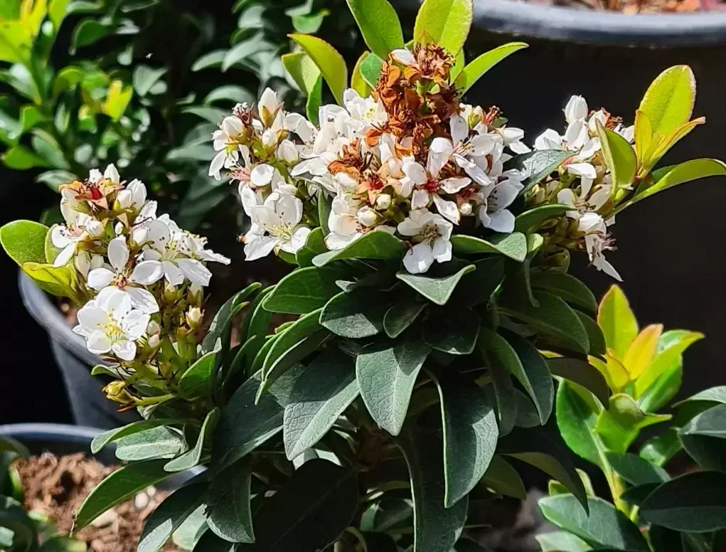 בן עוזרר סנואו מיידן – פריחה לבן-שמנת עדינה