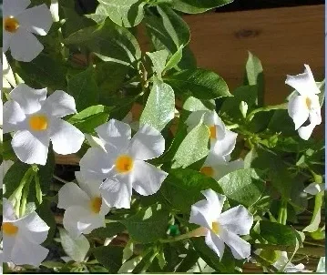 מנדוילה בוליביאנסיס