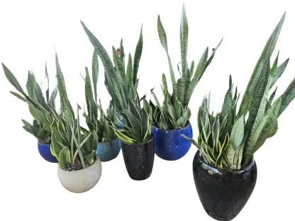 סנסיווריה זקופה שתולה בכדים דקורטיביים בעיצוב מודרני