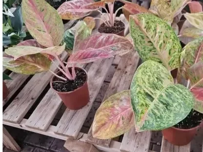 אגלונמה אדומה עגולה ססגונית