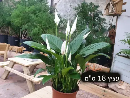 ספטיפיליום סנסיישן קוטר 18 ס"מ