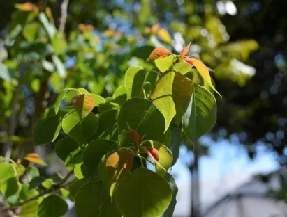 ספיון השעווה