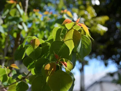 ספיון השעווה