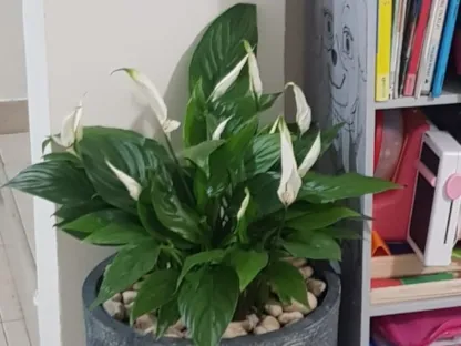 ספטיפיליום סאנשיין