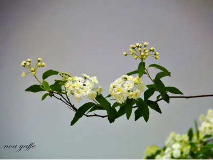 ספיראה קנטונית