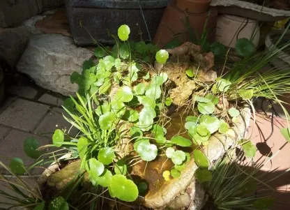 ספלילה מצויה