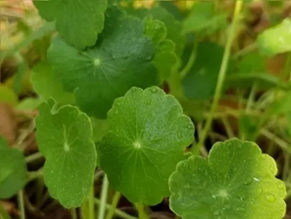 ספלילה מצויה