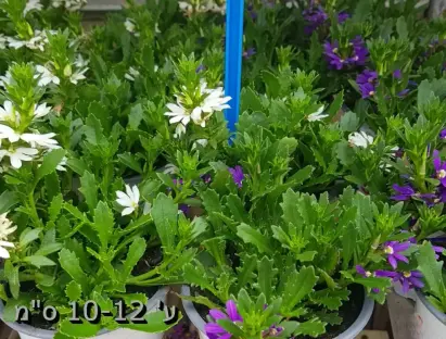 סקיבולה נמוכה שלל צבעים ע' 10-12