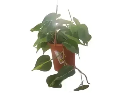 פילודנדרון סקנדנס ברזיל
