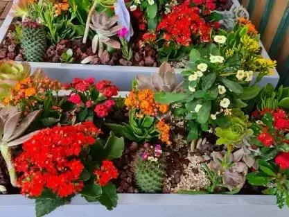 עיצוב סוקולנטים צבעוני באדנית – עבודת אלעד