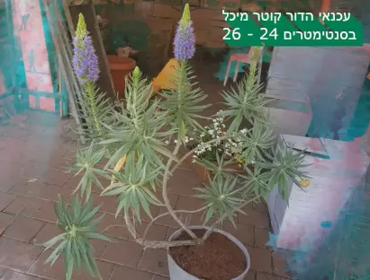 פריחת עכנאי הדור
