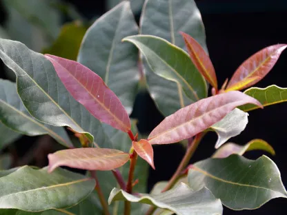 ער אציל (עלי דפנה)