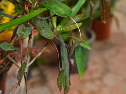 קודן מגוון מצויר עלה כפול