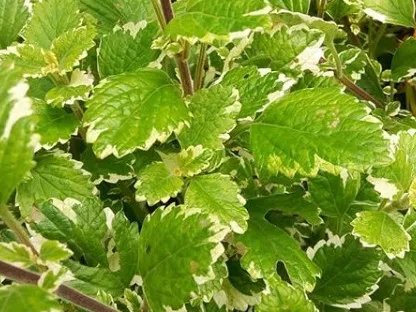 פלקטרנתוס עלה מנטה